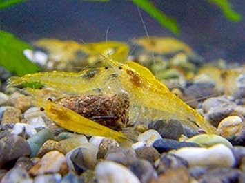 Amazon Noko T イエローチェリーシュリンプ匹 死着補償2匹 合計22匹 生体 Noko T 観賞魚 水中生物 通販