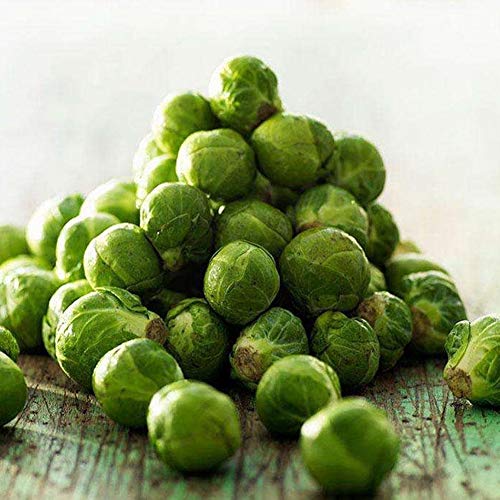 Mggsndi 200Pcs Home Organic Vegetable Brussels Sprouts Cabbage Brassica Oleracea Seeds - Heirloom Non GMO - Seeds for Planting an Indoor and Outdoor Garden Brassica Oleracea Seeds 200pcs - Thumbnail 4