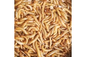 BESTBAIT Best Bait Live Medium Mealworms for Fishing Bait & Pet Feeding - High Protein, Nutrient-Dense Larvae for Birds, Reptiles & Fish - Ideal for All Life Stages - Fresh- 100 Count
