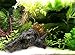 corisrx Aquarium Malaysian Driftwood Imitation Ornament Small – Tree Trunk Long Decor Fish Tank Wood (S+L Set)thumb 4