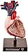Bio Signs Human Anatomy - Heart