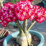 Mickee Adenium Obesum Seeds Desert Rose Seeds Bonsai Perennial Flower Seeds Home (20 PCS)