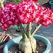 Mickee Adenium Obesum Seeds Desert Rose Seeds Bonsai Perennial Flower Seeds Home (20 PCS) primary