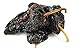 Dried Ancho Chile Peppers ( Chile Ancho Seco ) from Mexico 7 oz.