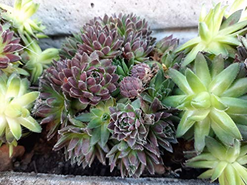 Wunderschöner Steingarten-Stauden-Mix 10 Stück im Topf Sempervivum – Bild 4