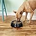 Dogit Dog Bowl Slow Feeder for Wet or Dry Dog Food, Go Slow Anti-Gulping Dog Dish, Black, L