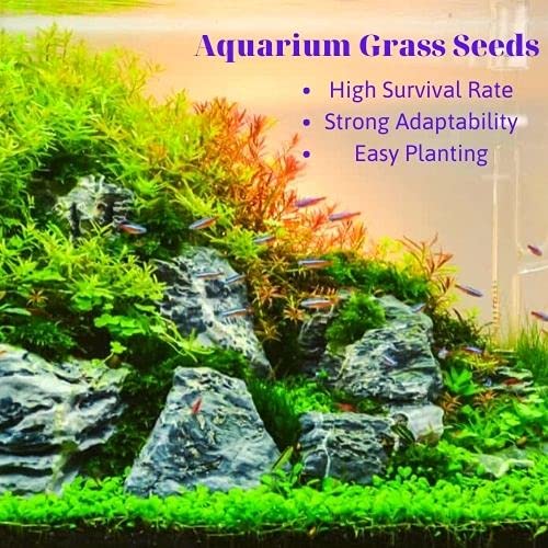 Aquarium Grass Plant Seeds 6 Pack Aquarium Grass Seeds for Planting Pricepulse