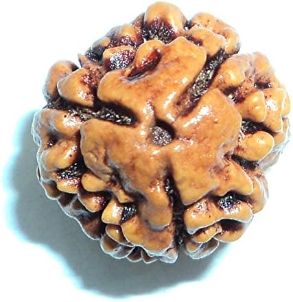 Natural Rudraksha Beads (1,2,3,4,5,6,7,8,9,10,11,12,13,14 Faced) Original Rudraksha Beads Himalayan Collections