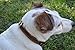 Soft Touch Collars Brown Leather Padded Dog Collar, Size Small,16