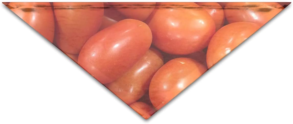 can dogs have cherry tomatoes