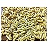 500-Live-Wax-Worms-Bee-Moth-Live-Bait-Ice-Fishing-Reptile-Gecko-Food-waxworms