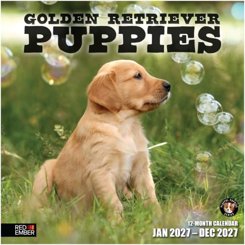 Golden Retriever Puppies 2027 Wall Calendar