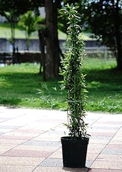 バラ苗 白 モッコウバラ 八重 オールドローズ ポット苗 白色 強健 花 Amazon