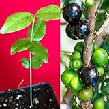 Jaboticaba Myrciaria Cauliflora Sabara Brazilian