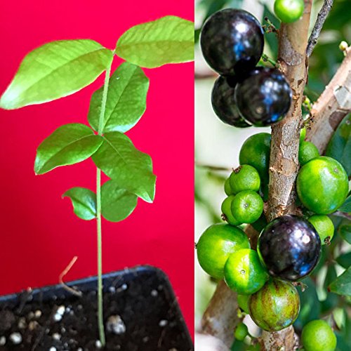 Jaboticaba Myrciaria Cauliflora Sabara Brazilian