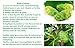 2 x 20g. BSY NONI BLACK HAIR COLOR Organic Natural Hair Dye (Black) Covers Grey Hairs (No PPD para-phenylenediamin...