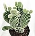 Angel Wings Cactus - Opuntia microdasys alba - Easy - 4