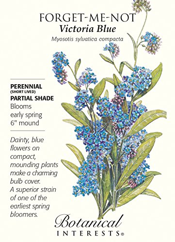 Victoria Blue Forget-Me-Not Seeds - .25 grams Victoria Blue Forget-Me-Not Seeds - .25 grams