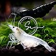 Premium Amano Shrimp (Caridina) – High-Grade Live Freshwater Aquarium Shrimp, Healthy & Vibrant