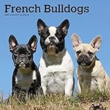 French Bulldogs 2020 12 x 12 Inch Monthly Square Wall Calendar, Animals Dog Breeds French by 
