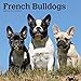 French Bulldogs 2020 12 x 12 Inch Monthly Square Wall Calendar, Animals Dog Breeds French by 