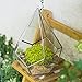 NCYP Silver Hanging Glass Geometric Terrarium, 6.8 x 6.8 x 8.6 Inches Teardrops Shape Display Planter for Succulent Air Plants, Indoor Decor Flower Holder, Handmade (NO Plants)