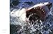 Great White Shark: Myth and Reality