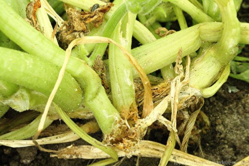 VivaTrap! Squash Vine Borer Moth Trap + Lure (2 Pack) - Thumbnail 6