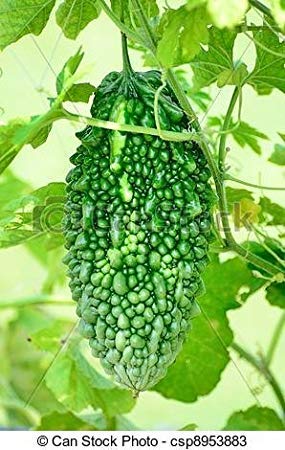 Seeds Point F1 Hybrid Bitter Gourd Priyanka Kerala Variety