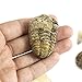 Museum Quality Fossil Collection Kit Featuring Dinosaur Fossils, Ammonites, Trilobite, Shark Tooth, Urchin and Fish Fossil - Collectors Edition Paleontology Set