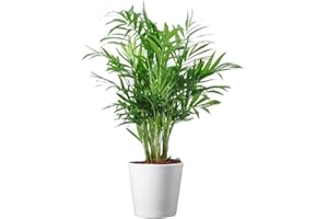 American Plant Exchange Parlor Palm – 4-Inch Pot with Cover – Live Easy Care Low-Light Indoor Houseplant, Pet-Friendly Tropical Palm for Home, Office, Bedroom & Shelf Décor