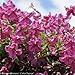 Pink Mink Clematis - 4