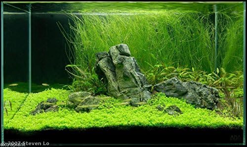 Giant Hairgrass Eleocharis Vivipara Bunch Live Aquarium Plants