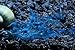 SoShrimp 5 Blue Velvet Shrimp - Neocaridina davidi Live Freshwater Aquarium Shrimp - 1/4 to 1 inch Long