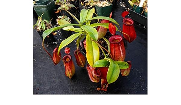 FERRY Semillas orgánicas única No Plantas: Medio: Nepenthes Lady ...