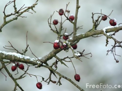 Organic Blueberry Preserves Recipe Kindle Edition By - 
