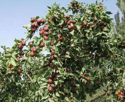 Toyensnow Ziziphus Jujuba Jujube Fruit Tree 5 Seeds Buy Online In Burundi At Desertcart