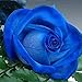 Adarl 100 pcs/Bag Midnight Blue Rare Rose Flower DIY Plants Home Garden Rare Blue Black Roses Seeds