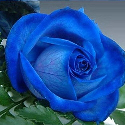 Adarl 100 pcs/Bag Midnight Blue Rare Rose Flower DIY Plants Home Garden Rare Blue Black Roses Seeds Adarl 100 pcs/Bag Midnight Blue Rare Rose Flower DIY Plants Home Garden Rare Blue Black Roses Seeds
