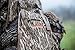 ALPS Outdoorz NWTF Grand Slam Turkey Vest XL, Mossy Oak Bottomland