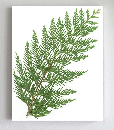 Cedar Tree Branch Print - Pacific Northwest Botanical Art - Minimalist Nature Print in 5X7, 8X10 or 11X14 Sizes