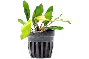 SubstrateSource Live Plants - Echinodorus ‘Green Chameleon’ (Echinodorus sp.) - Medium to High Light, Green Red Accent, Midground to Background Placement, Freshwater Aquatic Plant - Pot