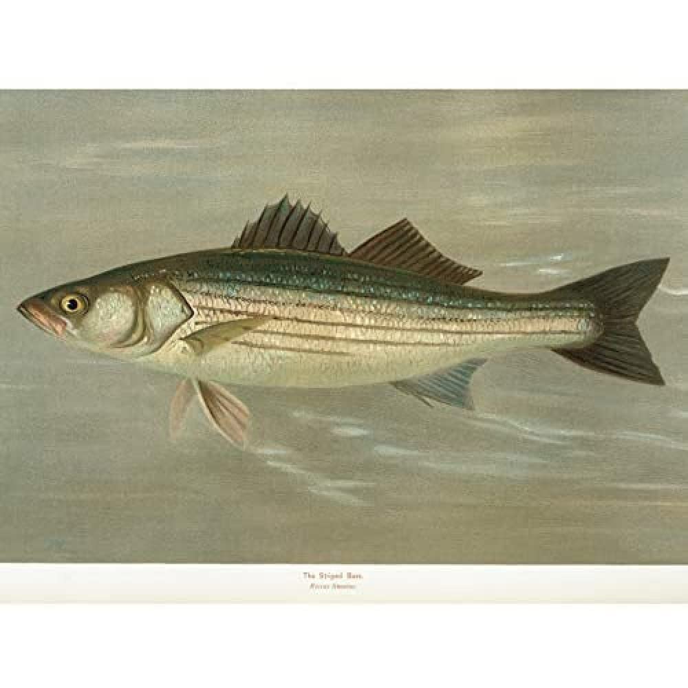 Artery8 Petrie North American Fishes Striped Bass Illustration Art Print Canvas Premium Wall Decor Poster Mural