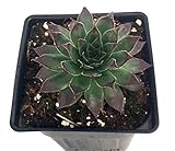 Black Moon Hens & Chicks - Sempervivum - Very Hardy - 4