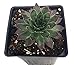 Black Hens & Chicks - Sempervivum - Very Hardy - 4