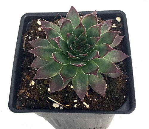 Black Hens & Chicks - Sempervivum - Very Hardy - 4