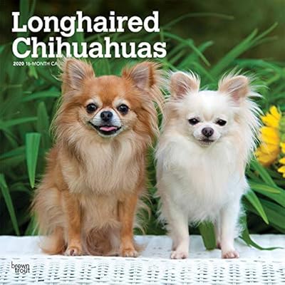 Longhaired Chihuahuas 2020 12 X 12 Inch Monthly Square Wall
