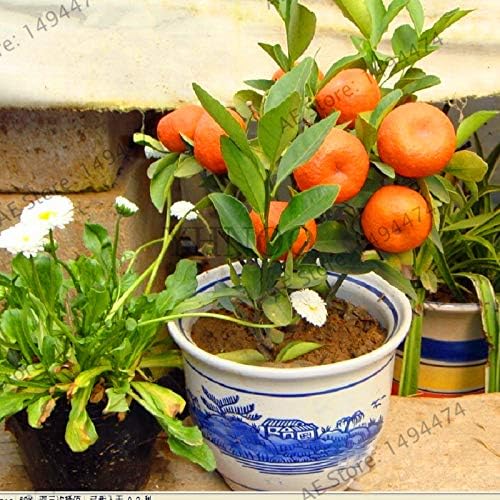 Bloom Green Co. Â¡AutÃ©ntico!Bonsai de frutas Enano de pie Naranjo ...