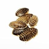 Crickets 500 Count, Live Farm Fresh Crickets, Crickets For Feeding...