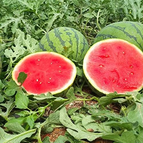 スイカ 栽培 プランター ネット